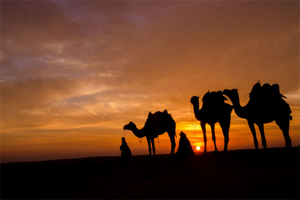 camel safari