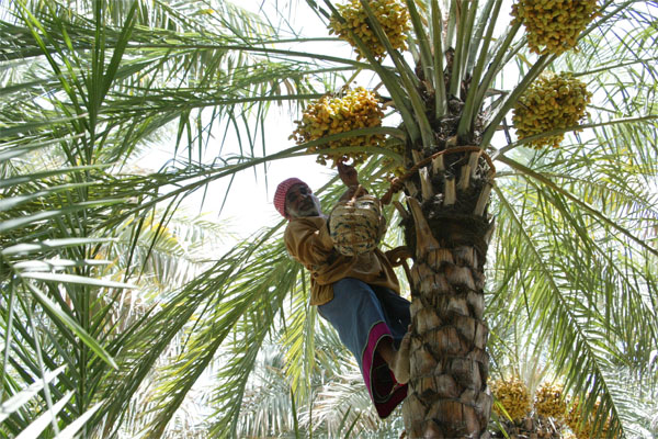 date farming